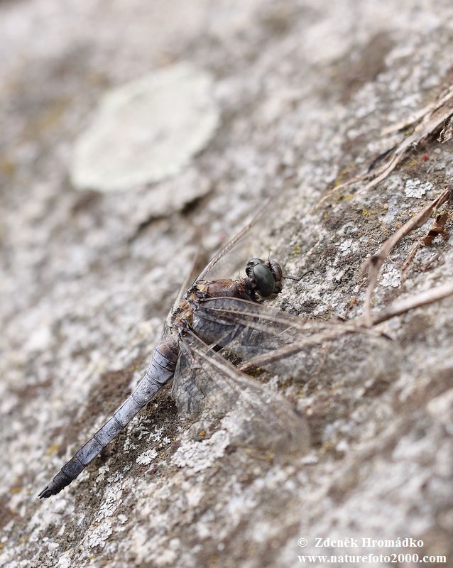 vážka černořitná, Orthetrum cancellatum, Anisoptera (Vážky, Odonata)